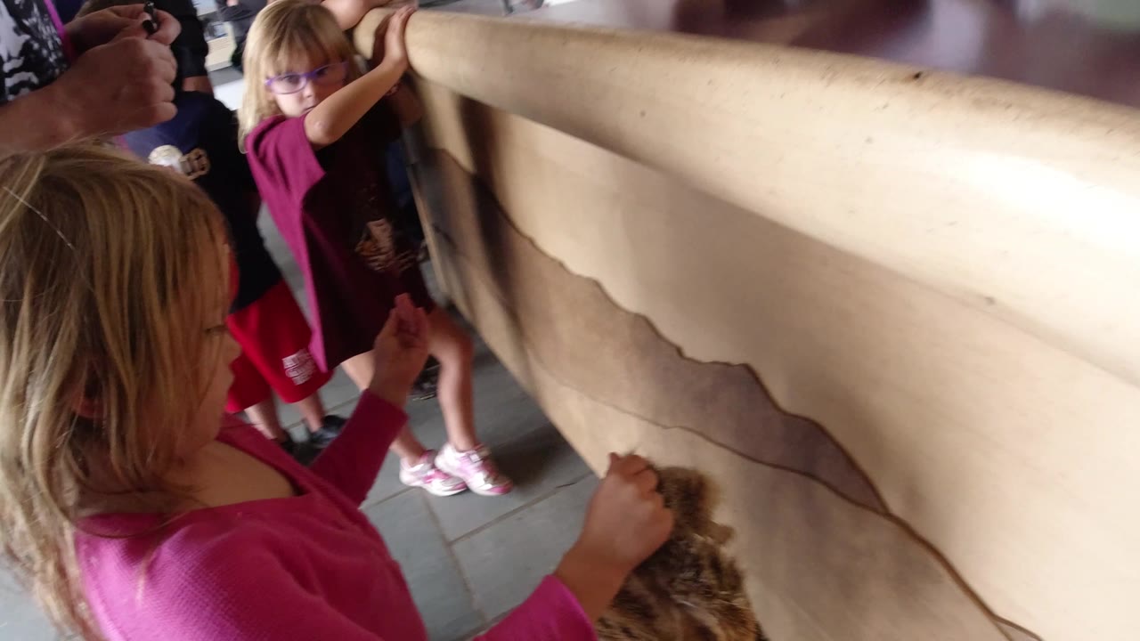 At 0:01, the camera remains close as the girl touches the fur edge below a broad pale animal hide, with other children and adults partially visible around the display.