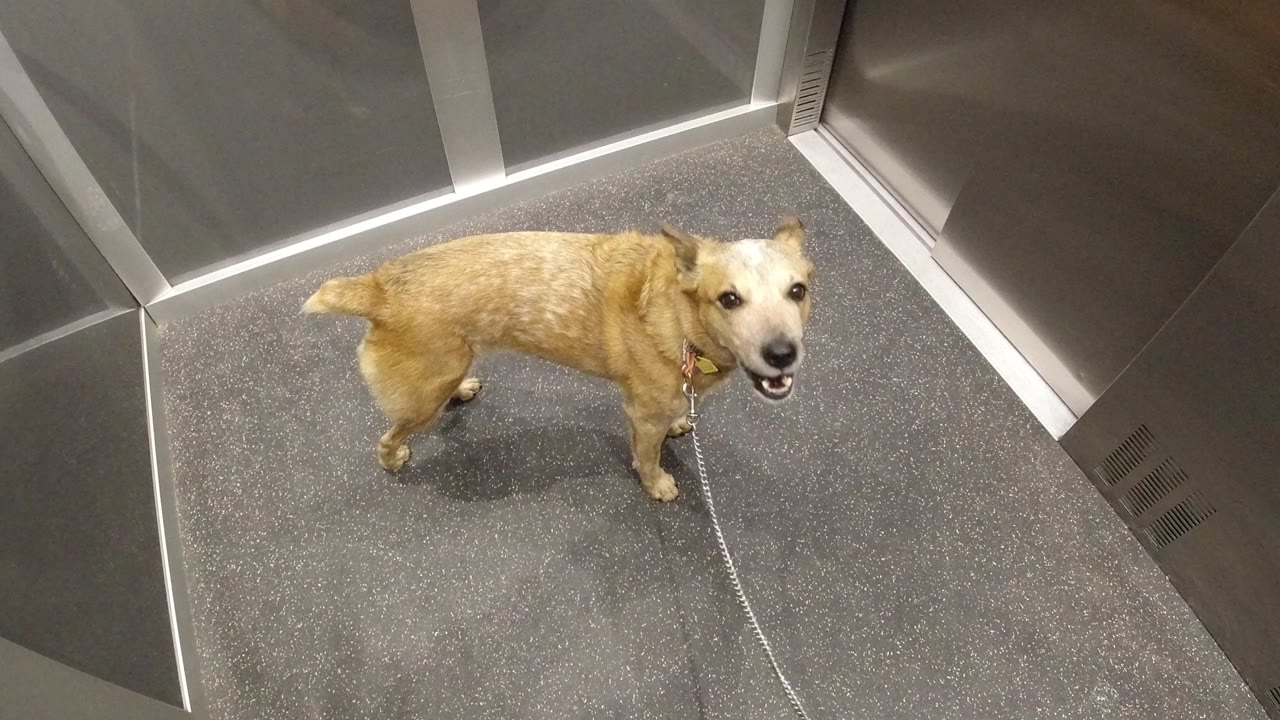 Golden dog on a leash standing in an elevator and looking up.