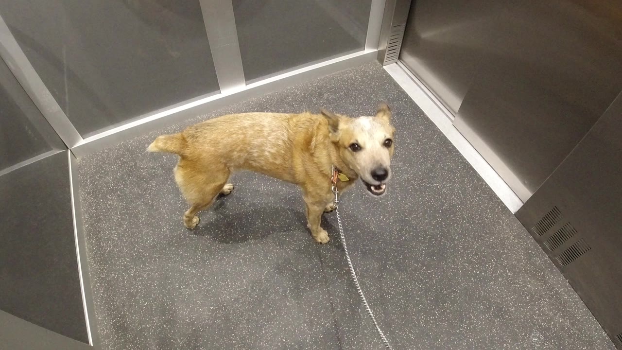 Leashed golden dog remains near the closed elevator doors in Winter Park, Colorado, angled toward the camera with no visible people.