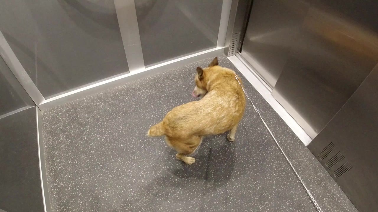 Tan dog standing inside a stainless elevator on a leash.