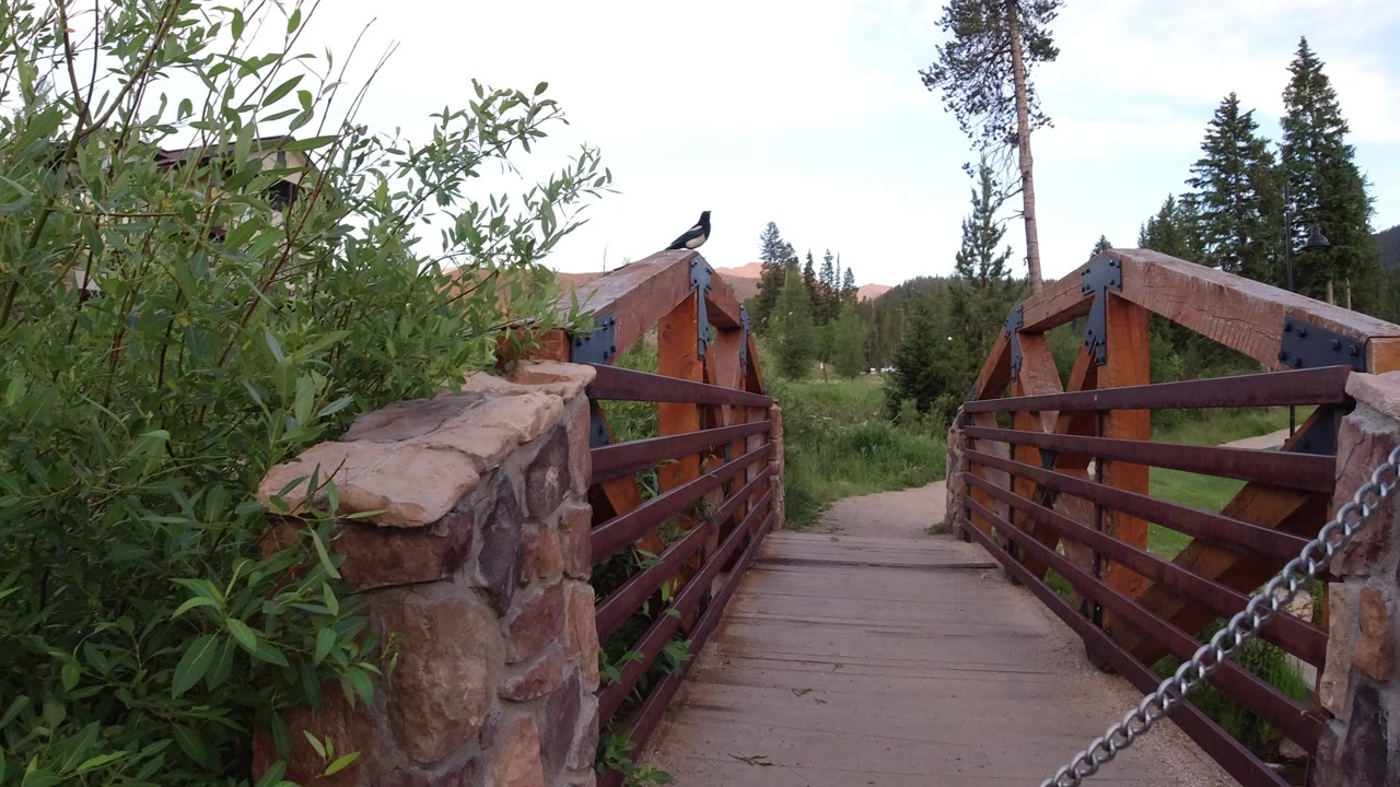 The bird remains on the bridge cap in Winter Park, Colorado, framed by red-brown railings, green shrubs, evergreen trees, a distant slope, soft clouds, and no visible people.