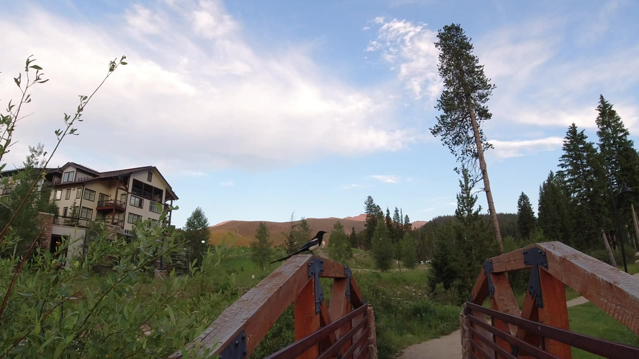 Bird perched on the bridge rail as the footbridge leads toward trees and mountain homes.