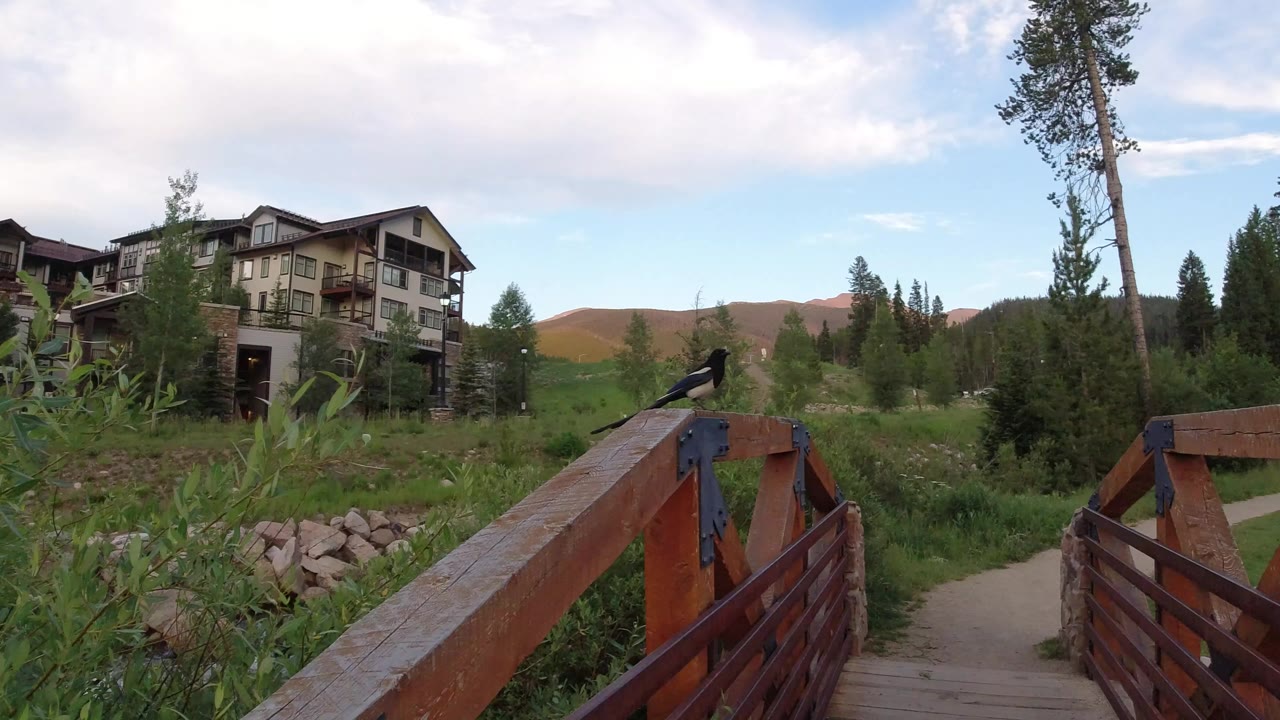 A black-and-white bird sits on the right side of a wooden bridge rail in Winter Park, Colorado, with lodge buildings, grass, stones, pine trees, hills, clouds, and no visible people.