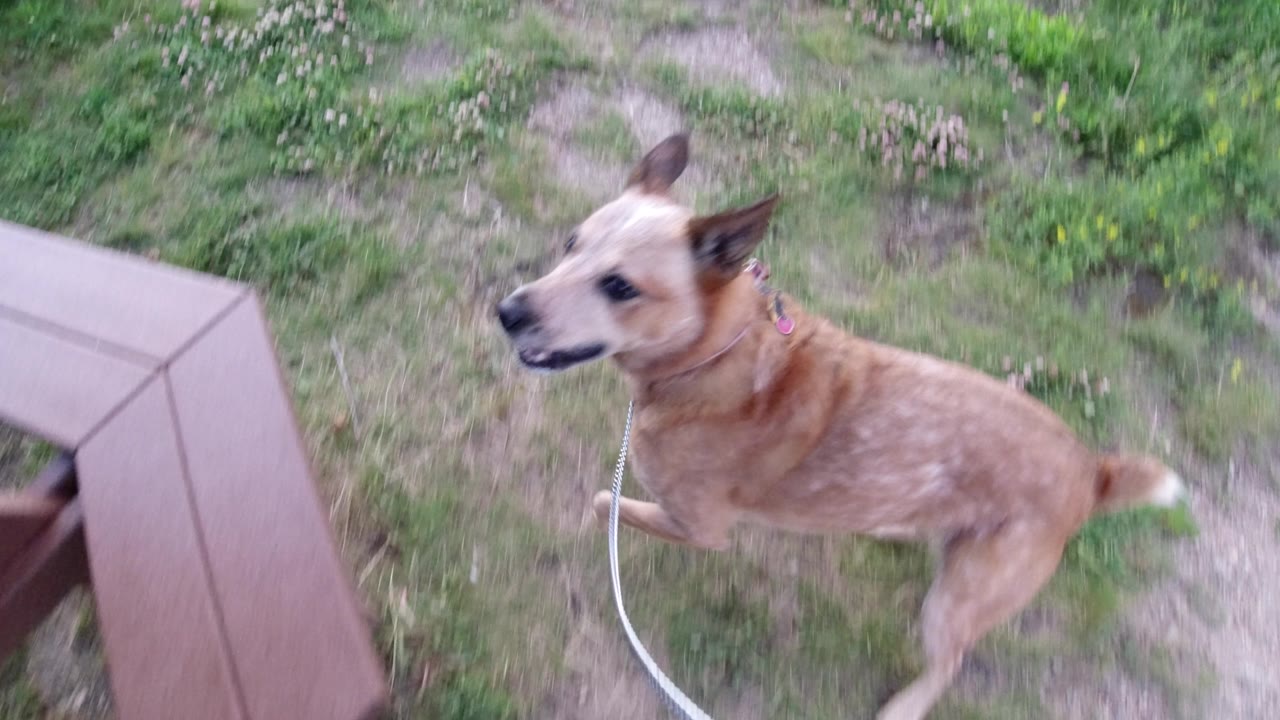 A tan dog on a leash moves through patchy grass in Winter Park, Colorado, with a brown outdoor structure at the left edge and no visible people.