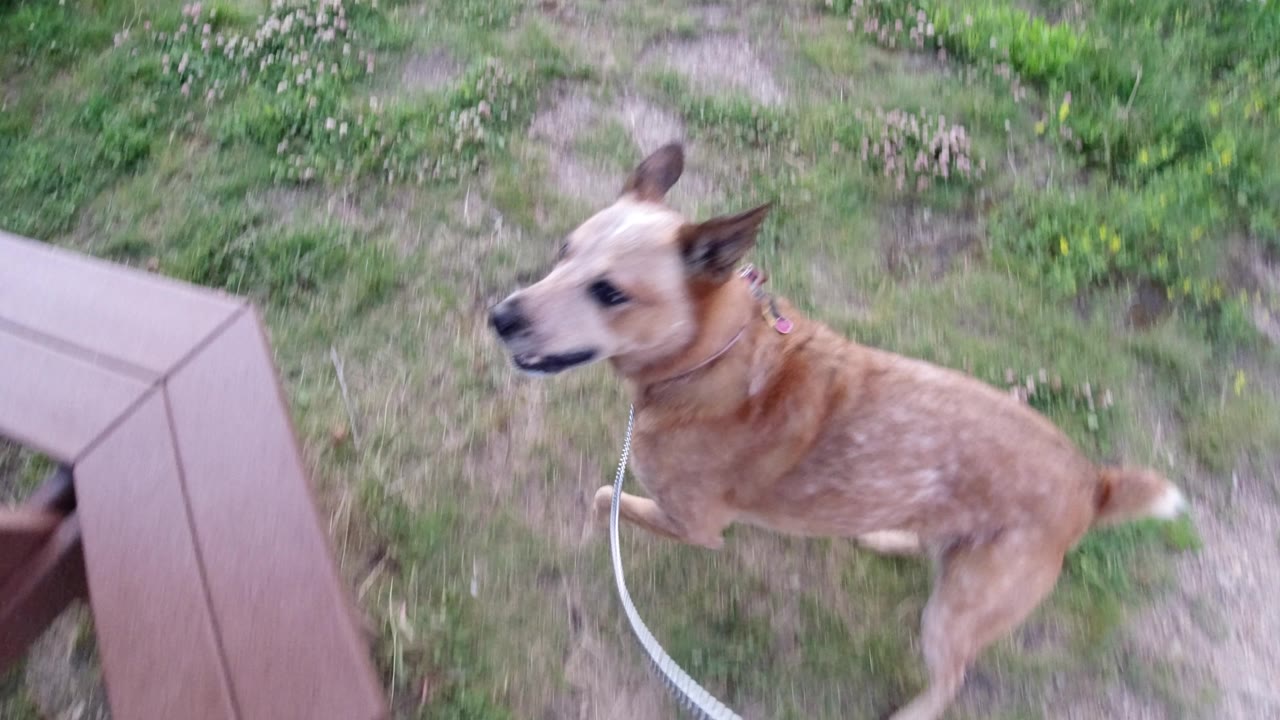 The leashed tan dog crosses the grassy ground in Winter Park, Colorado, with clover and dirt patches around it and no visible people.