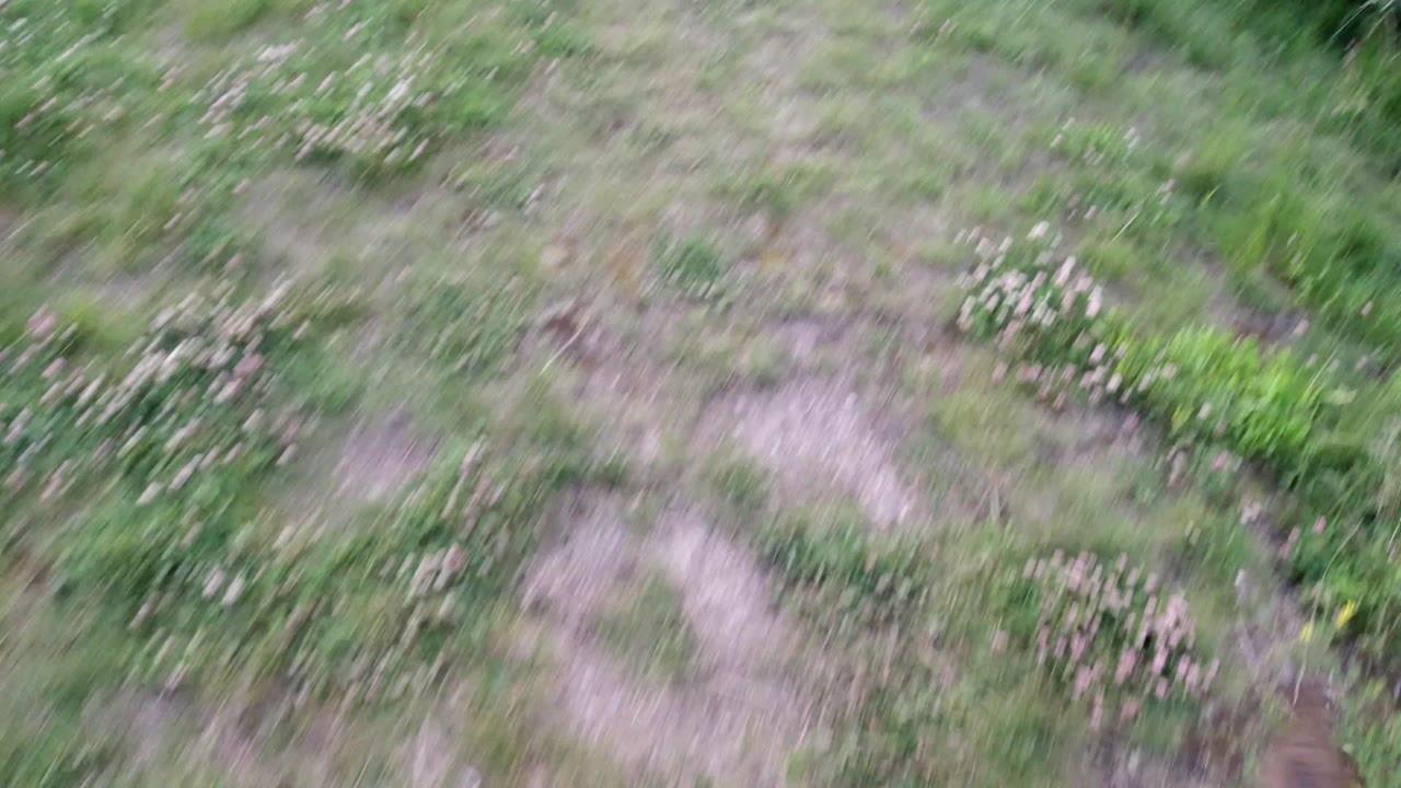 Blurred grassy ground with clover and no dog centered in frame.