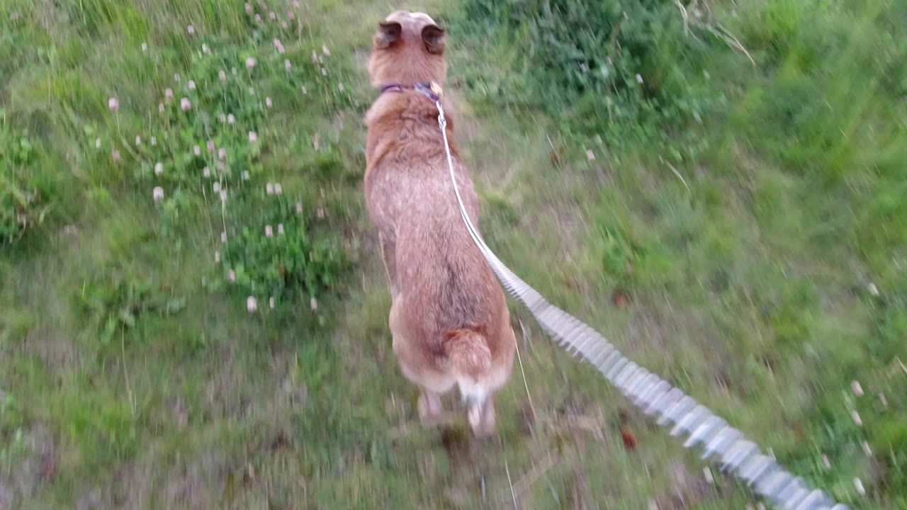 A tan dog walks away from the camera through green grass and small clover flowers in Winter Park, Colorado, with a leash stretching into the foreground and no visible people.