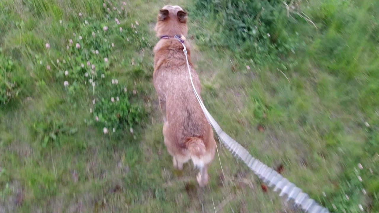 The dog continues ahead through dense green ground cover in Winter Park, Colorado, with the leash centered diagonally and no visible people.