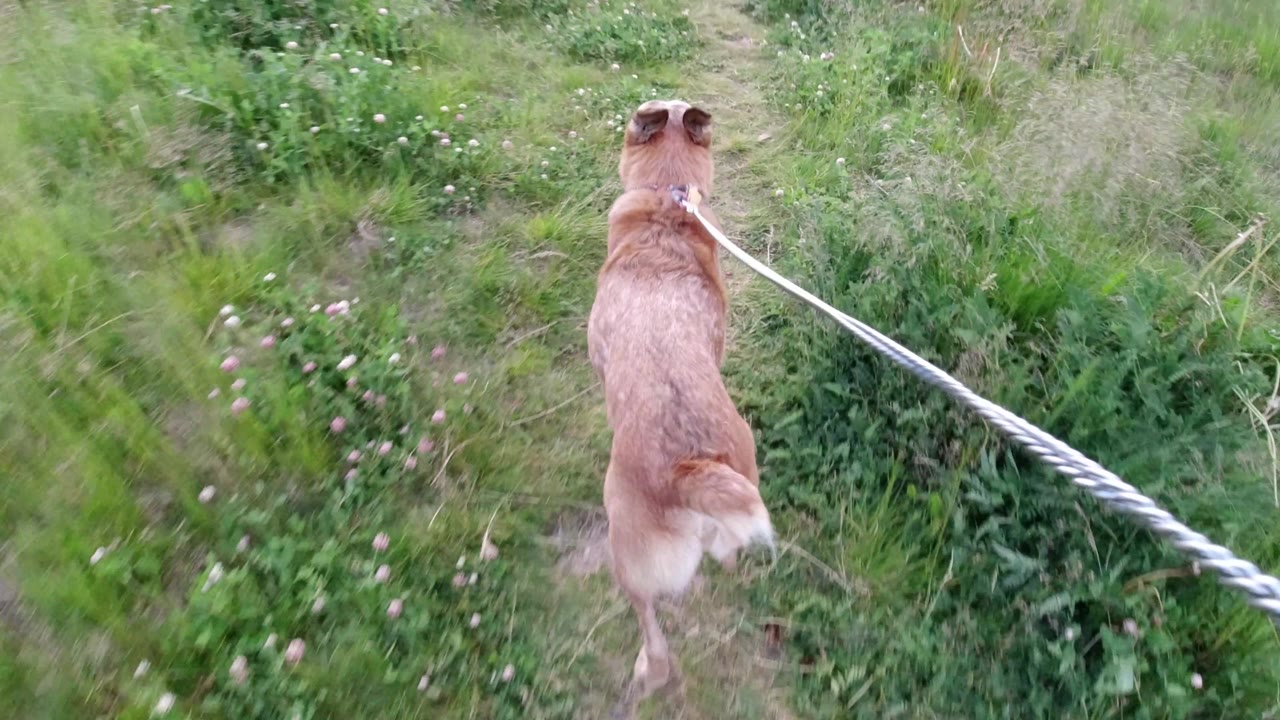 Dog walking toward a grassy edge near a path.