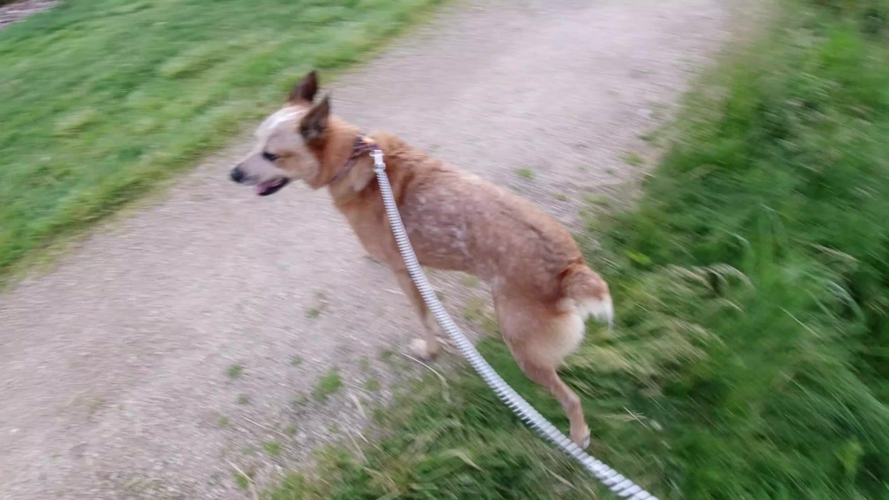 A tan leashed dog walks near the edge of a dirt path in Winter Park, Colorado, with green grass filling the background and no visible people.