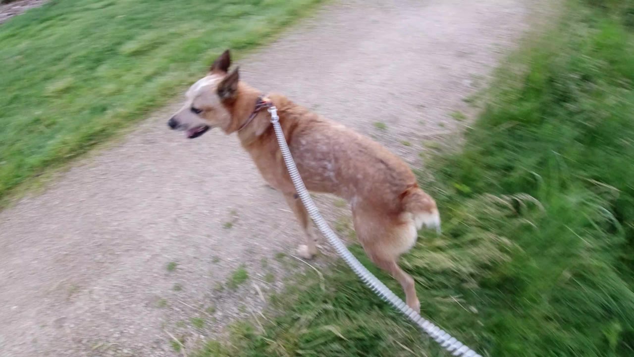 The tan dog continues along the pale dirt path in Winter Park, Colorado, with grass bordering both sides and no visible people.