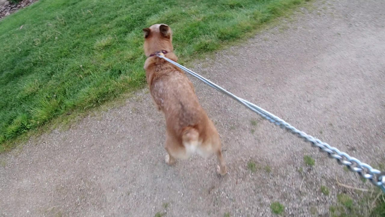 Dog seen from behind on a leash over a gravel path.