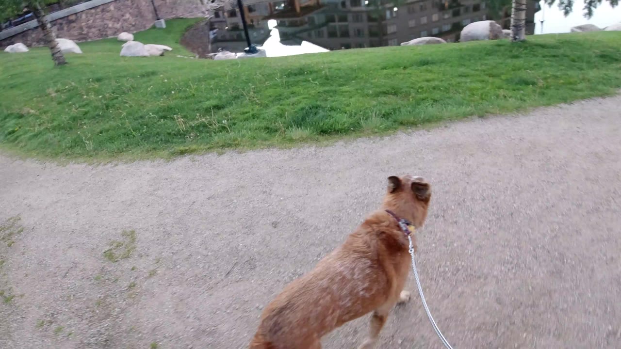 A brown dog on a leash walks away from the camera beside a pale gravel path and green grass in Winter Park, Colorado, with no visible people.