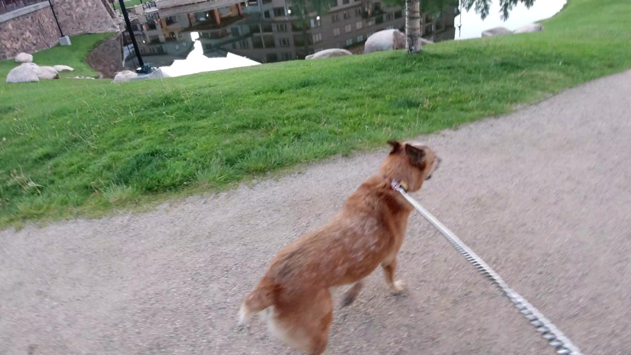 Brown dog walking right on a leash across a gravel path.