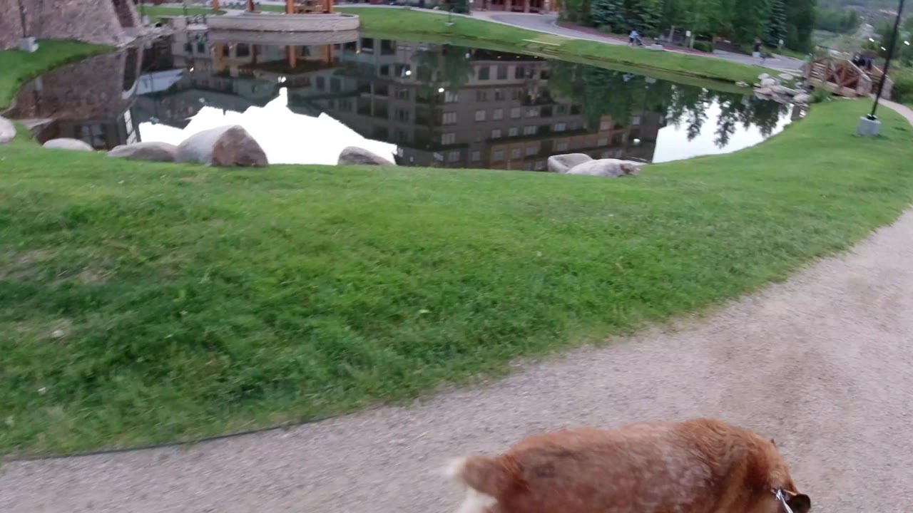 Leashed brown dog at the bottom of a park path beside a pond.