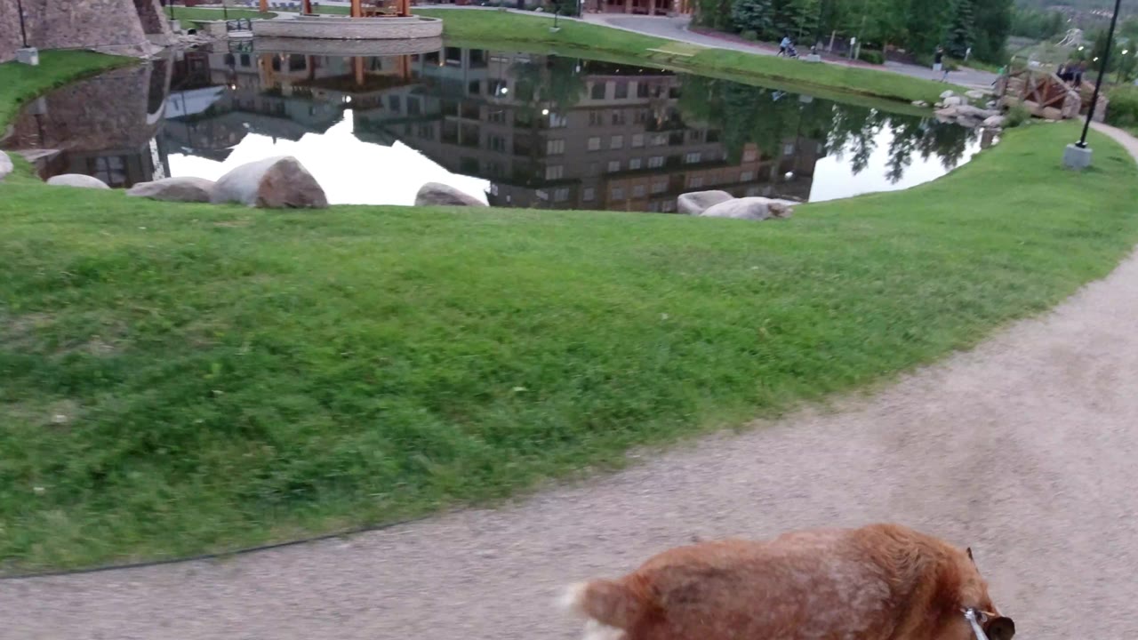The leashed brown dog is partly cut off at the lower edge as the gravel path curves through green grass beside the pond and reflected buildings in Winter Park, Colorado, with no visible people.