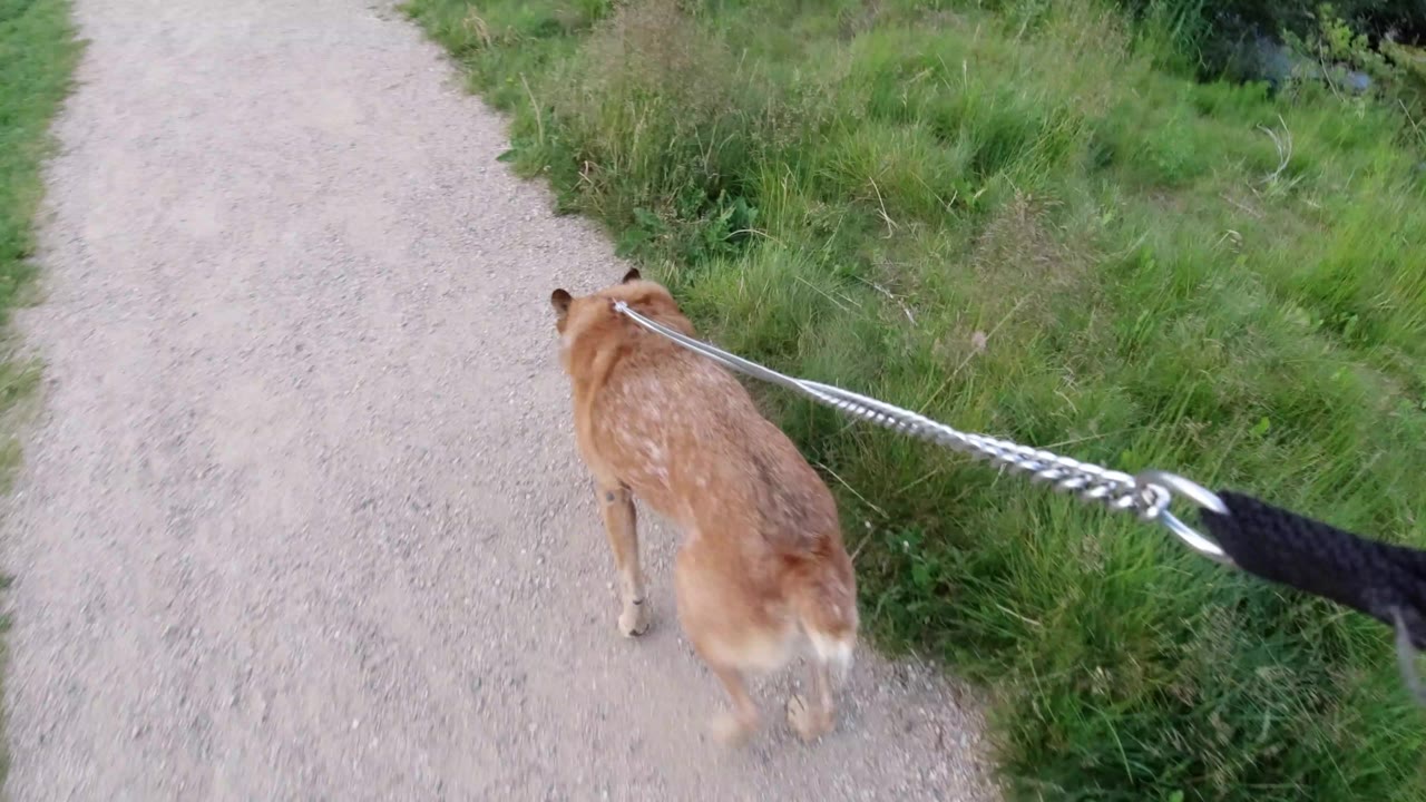 A brown dog walks ahead on a taut leash along a pale gravel path in Winter Park, Colorado, with green grass on the right and no visible people.