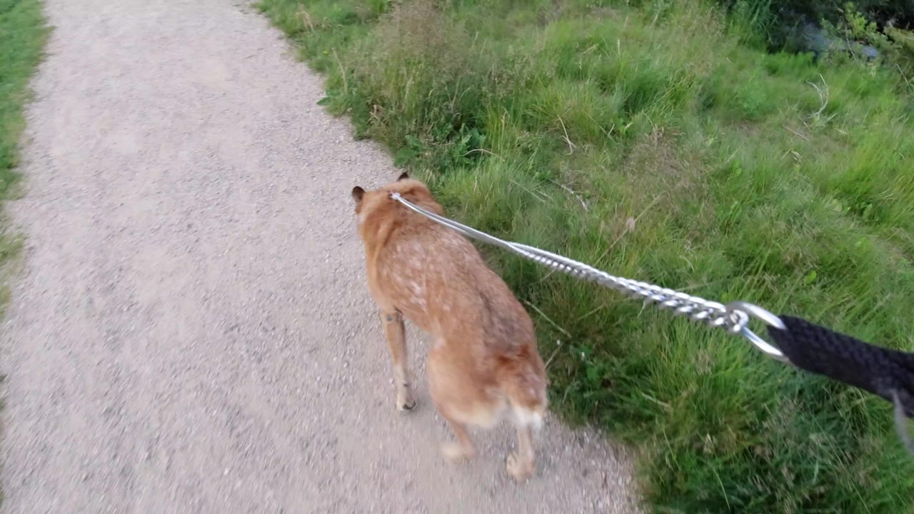 The dog remains ahead of the camera on a stretched leash in Winter Park, Colorado, moving beside dense green grass with no visible people.