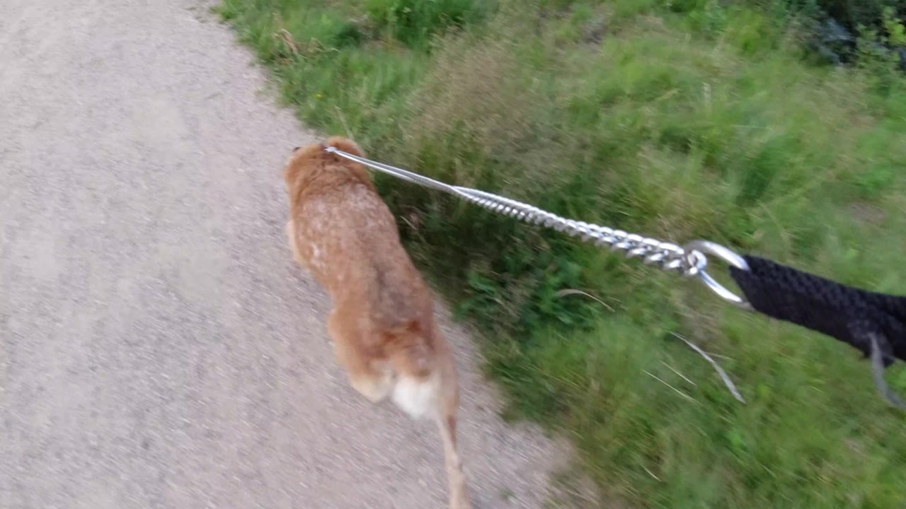 Dog on leash near the right edge of a gravel path bordered by grass.