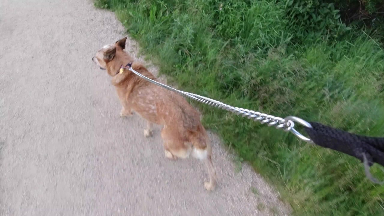 A tan dog in a purple collar walks at the left edge of a gravel road in Winter Park, Colorado, with a metal leash leading back toward the camera and no visible people.