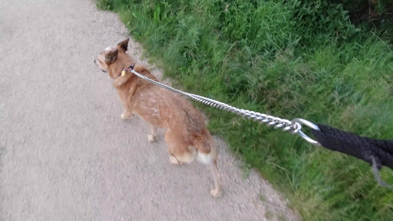 The dog continues ahead on the gravel roadside in Winter Park, Colorado, with dense green vegetation to the right and the leash stretched diagonally across the frame, no visible people.