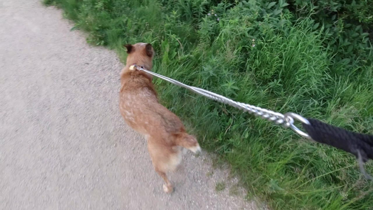 Dog walking near tall grass with leash pulled from behind.