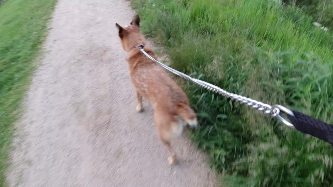A brown dog walks ahead on a taut leash on a pale gravel path in Winter Park, Colorado, with tall green grass along the right edge and no visible people.