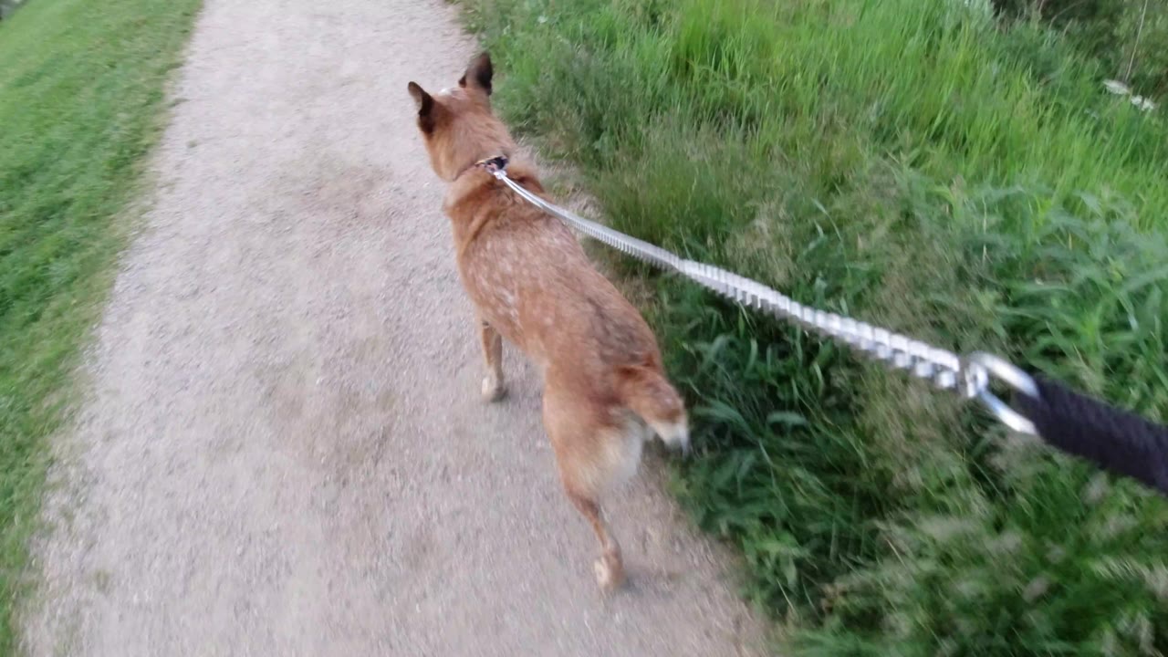 The leashed brown dog continues forward in Winter Park, Colorado, staying near the grassy path edge while the leash runs diagonally from the lower right foreground.