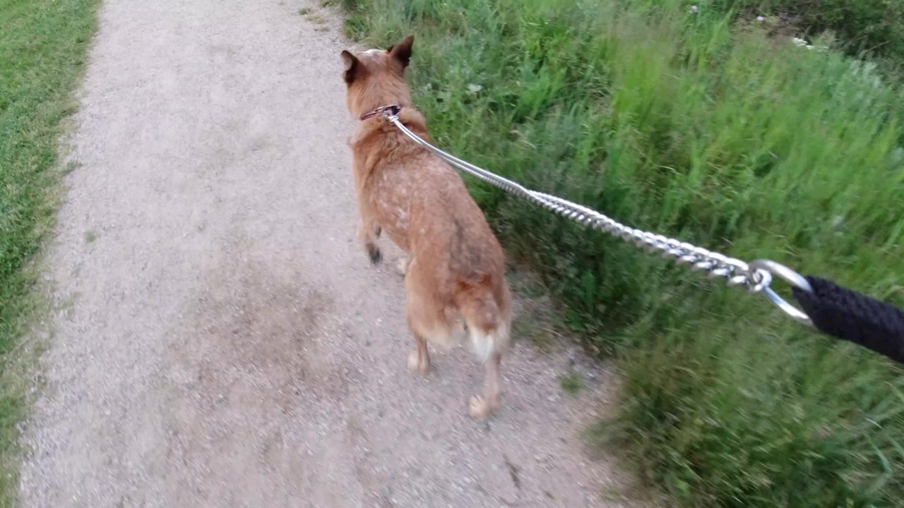 Brown dog walking away on a wide pale dirt path with grass on both sides.