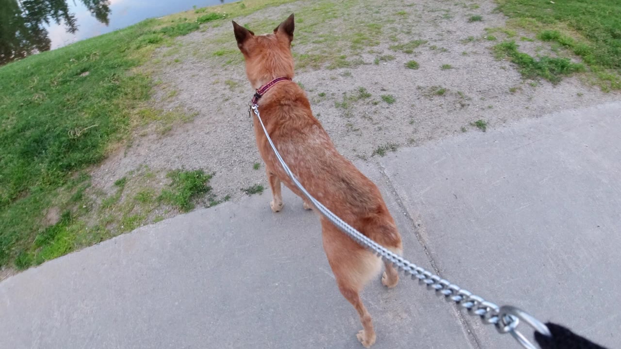 A reddish-brown dog on a chain leash stands ahead on a concrete walkway beside grass in Winter Park, Colorado, with water faintly visible at the top and no visible people.