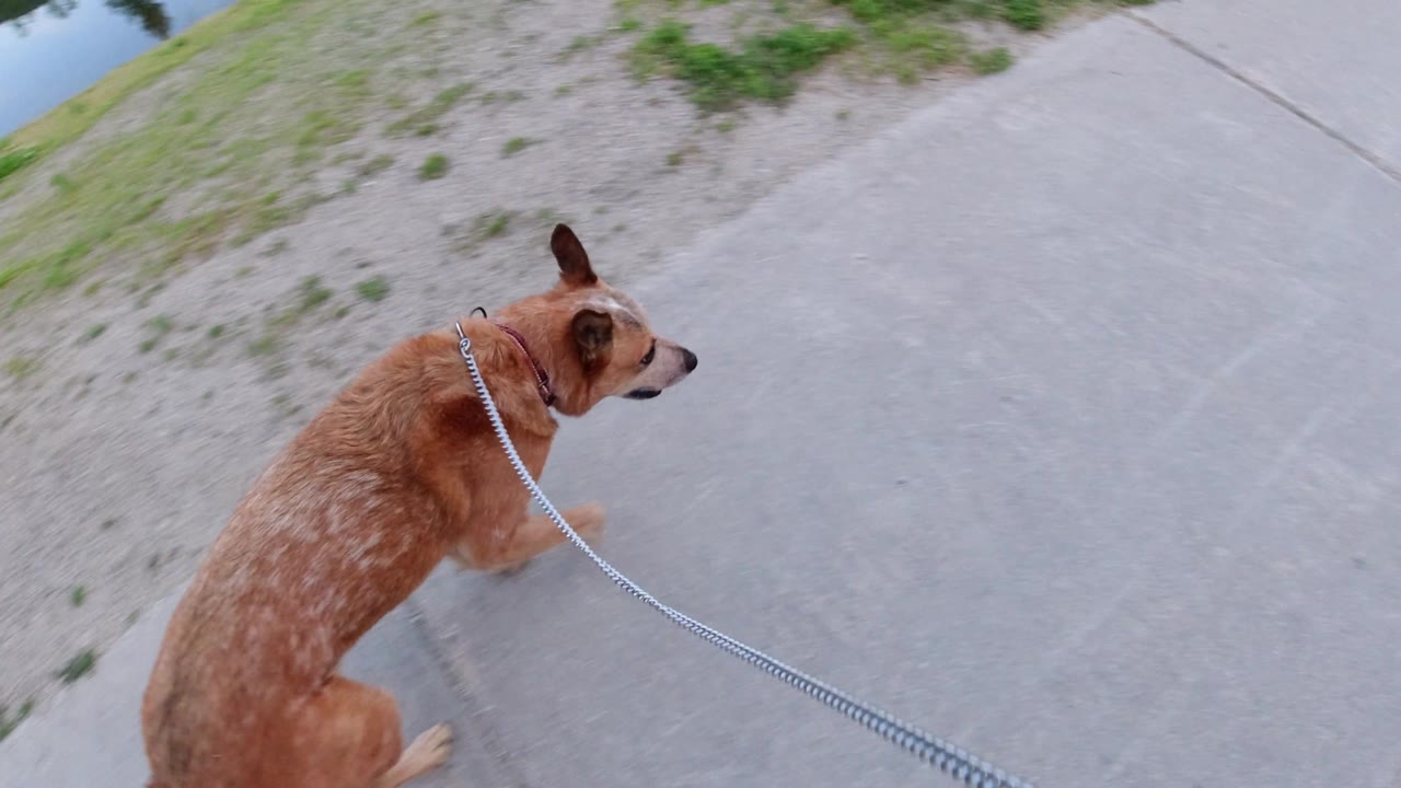 Dog walking along a concrete sidewalk with grass and dirt beside it.