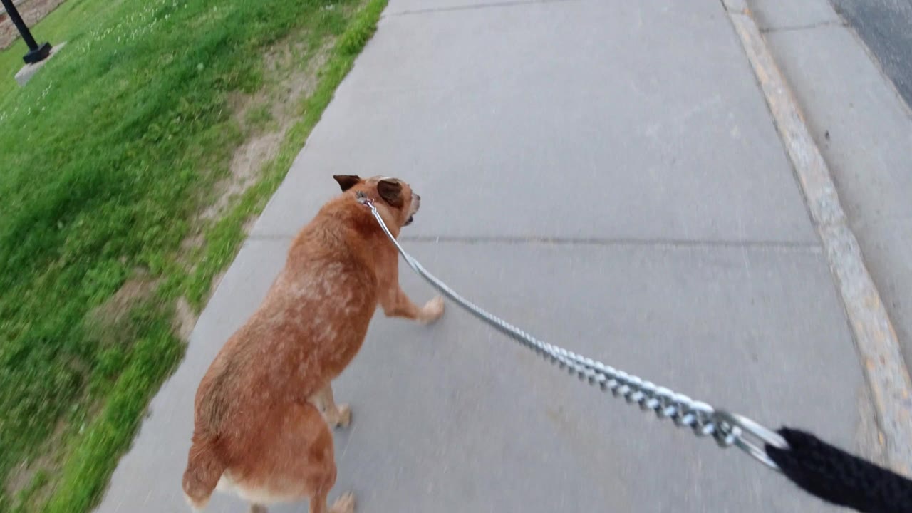 Brown dog seen from behind walking on a concrete sidewalk beside green grass in Winter Park, Colorado, with a leash entering from the lower right and no visible people.