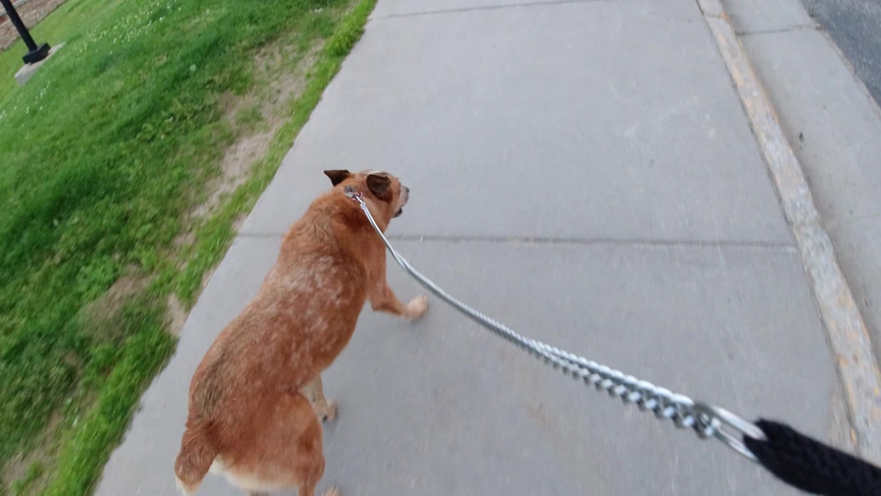 The brown dog continues along the Winter Park sidewalk, centered lower in frame, with the leash stretched diagonally across the concrete and no visible people.