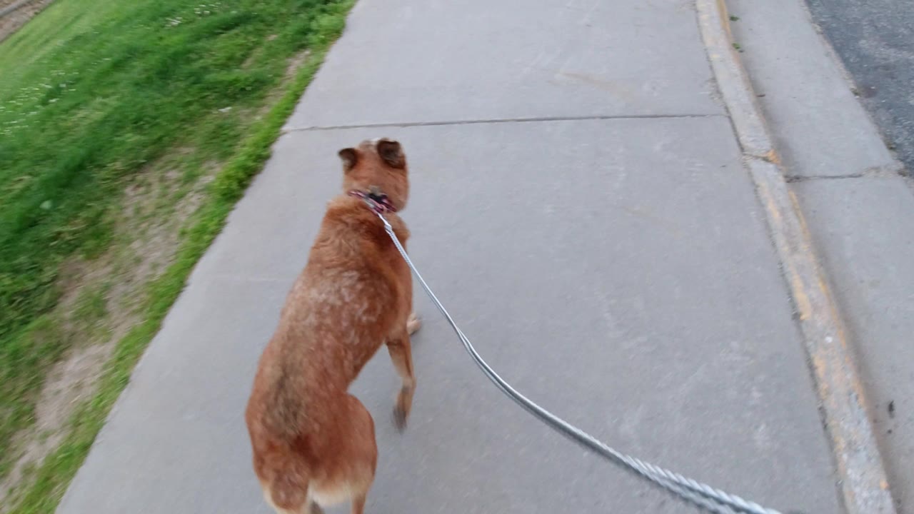 Brown dog walking farther ahead with grass along the left side.