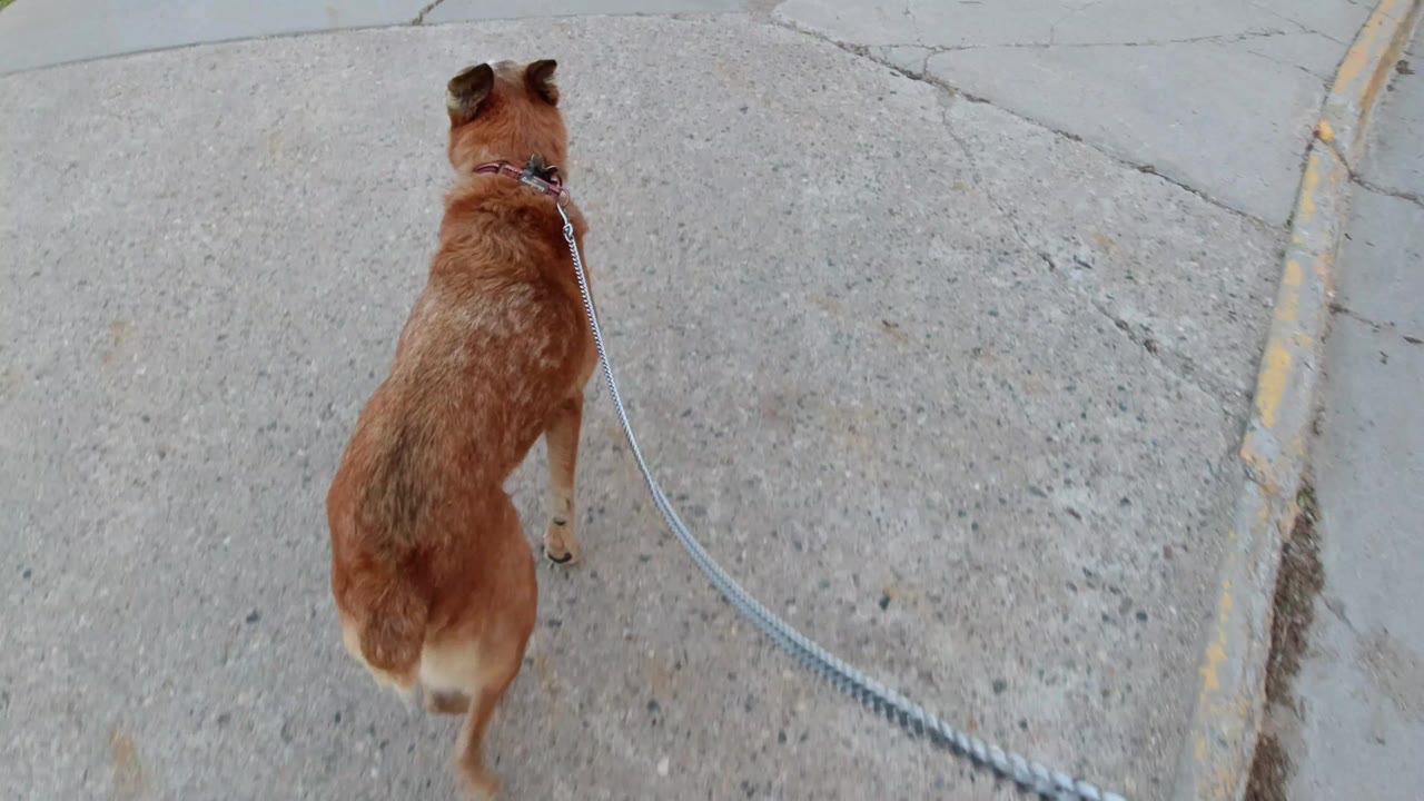 Reddish brown dog walking ahead on a metal leash over cracked sidewalk.