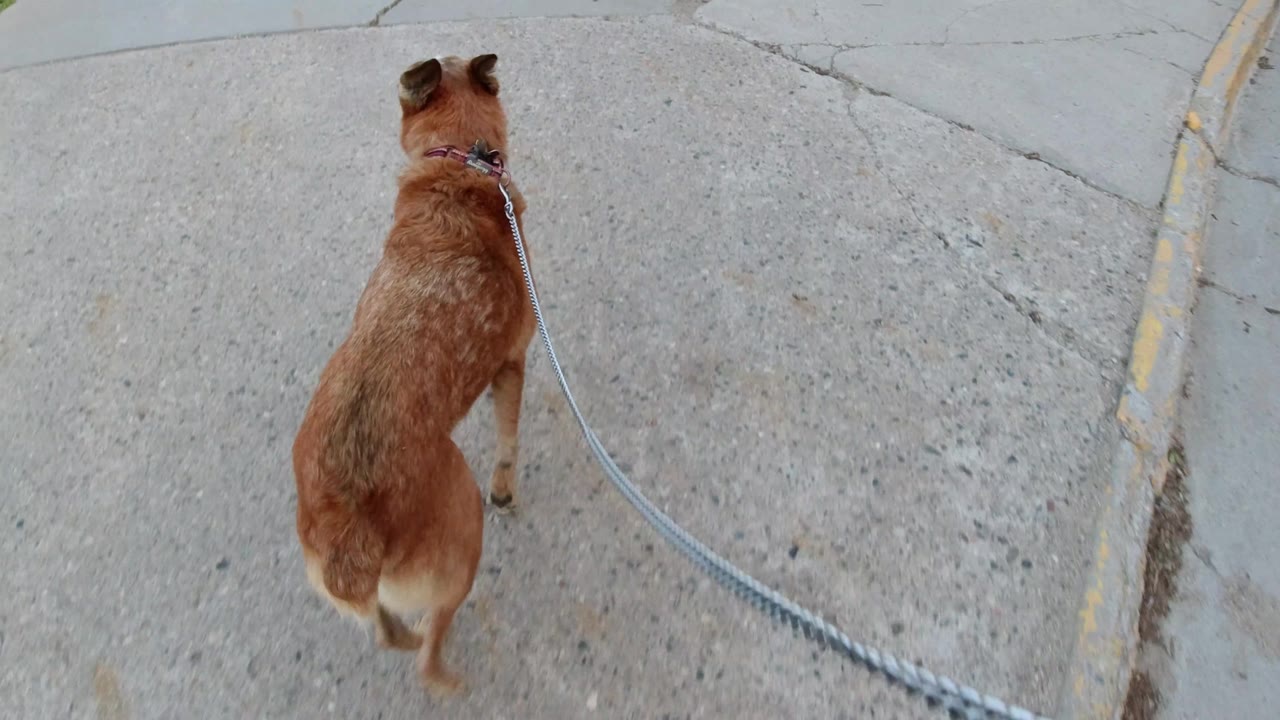 The dog remains centered from above as the metal leash arcs back across pale pavement in Winter Park, Colorado, with no visible people.