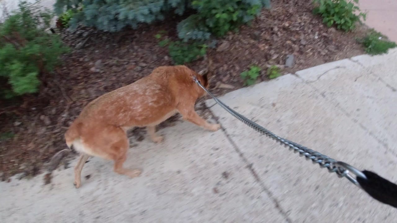 Tan dog on leash walking beside landscaped sidewalk