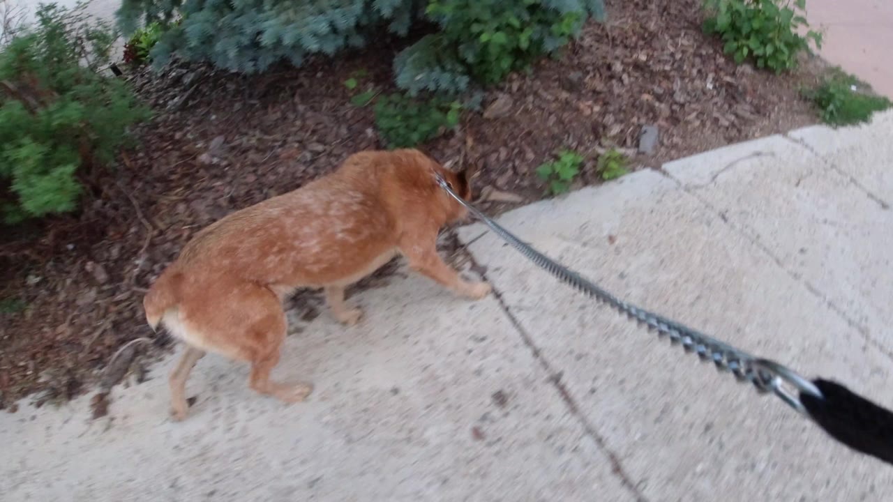 The dog continues forward beside the landscaped edge, with the leash stretching from the lower foreground across the sidewalk in Winter Park, Colorado, and no visible people.