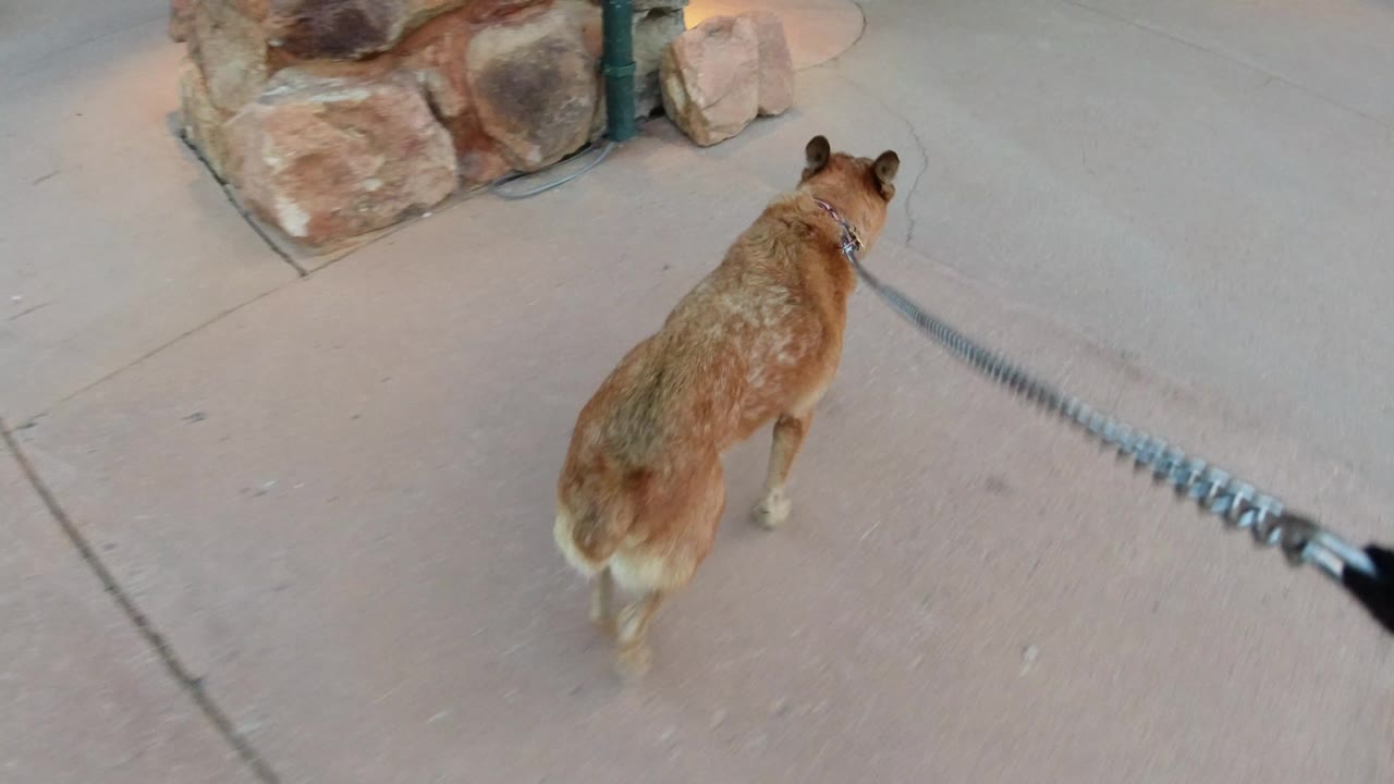 Brown and white dog walking ahead on a long leash near stonework.