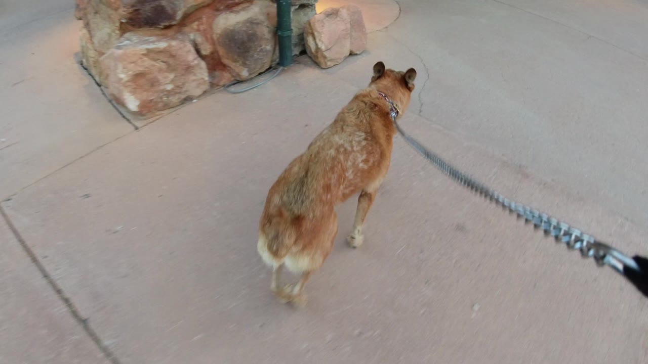 The dog continues forward on the sidewalk in Winter Park, Colorado, with the leash pulled taut from the lower right and no visible people.