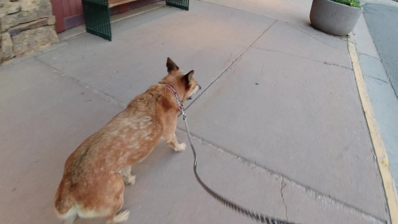 A brown speckled dog on a leash walks ahead on a concrete sidewalk in Winter Park, Colorado, with a stone wall and doorway at the left edge and no visible people.