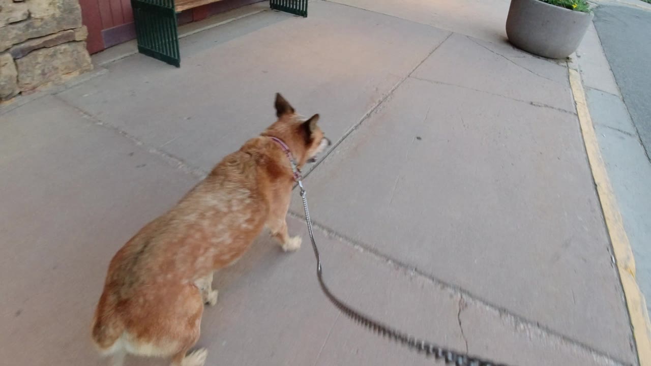 The dog continues forward on the Winter Park sidewalk, with the leash trailing back across cracked concrete and no visible people in the frame.