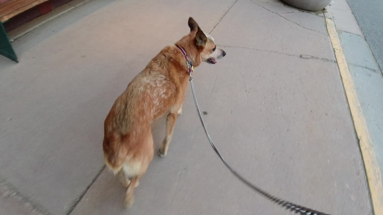 Brown dog walking near the curb with leash visible.