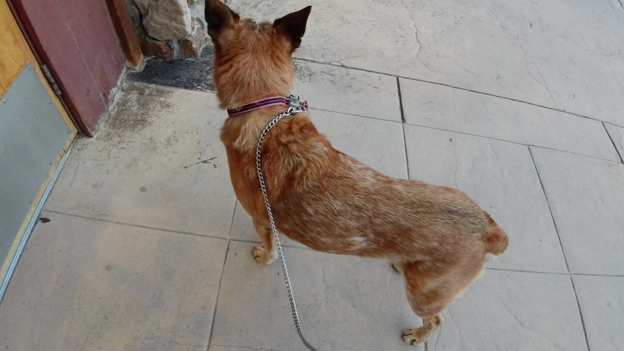 A tan speckled dog on a chain leash stands on pale tile near a doorway in Winter Park, Colorado, with no visible people.