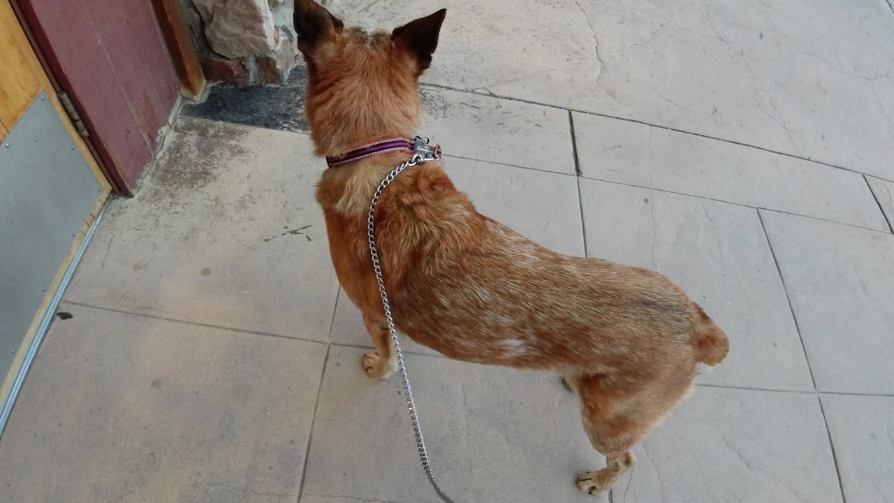 The leashed tan dog faces an open doorway from the outdoor tile area in Winter Park, Colorado, with the door frame and stone trim visible and no visible people.