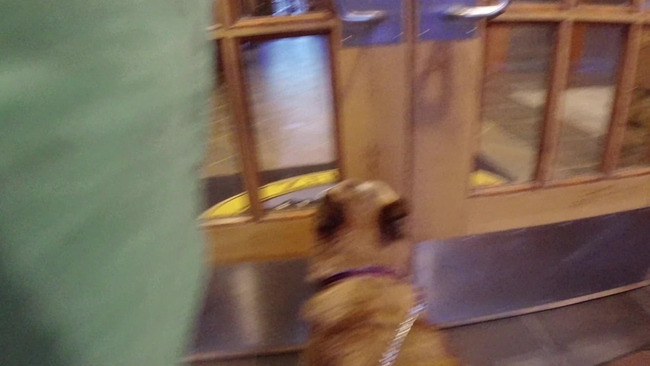 The leashed dog remains close to the glass-paneled hotel doors as warm interior wood and tile surfaces fill the frame, with no visible people.