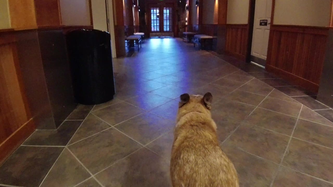 Large tan dog seen from behind in a tiled hallway.