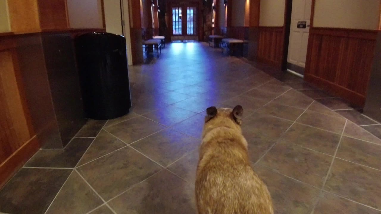 The dog remains centered from behind while a black bin or column sits to the left and blue daylight shows near doors at the end of the Winter Park hallway, with no visible people.