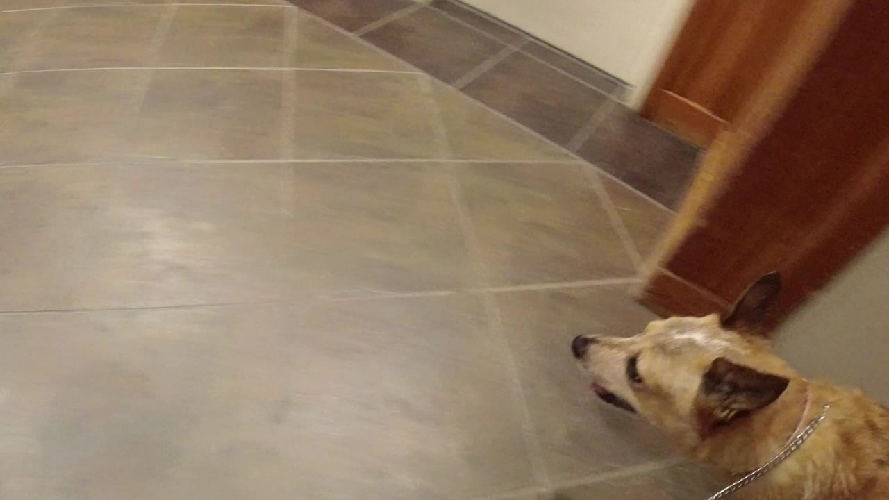 A tan dog is partly visible at the lower center beside a wood doorway and gray tile floor in a Winter Park, Colorado building, with no visible people.