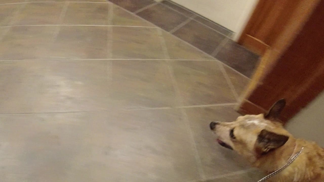 The dog remains low in frame near a wood-framed opening, gray tile flooring, and pale walls inside the Winter Park building, with no visible people.